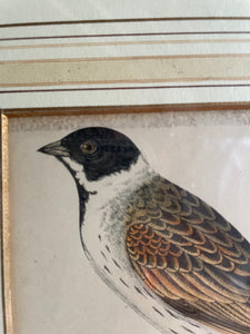 19th Century Framed Bird Print: Black-Headed Bunting