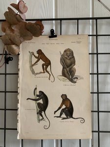 19th Century Coloured Engravings of Mammals: Monkeys