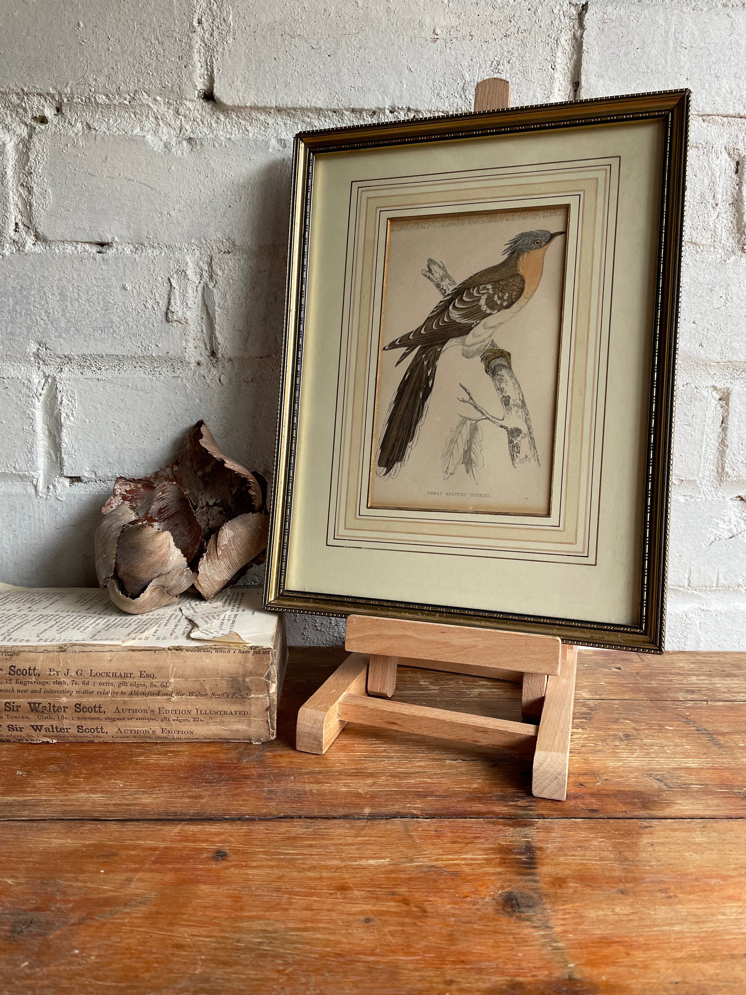 19th Century Framed Bird Print: Great Spotted Cuckoo