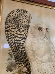 19th Century Framed Print of Owls