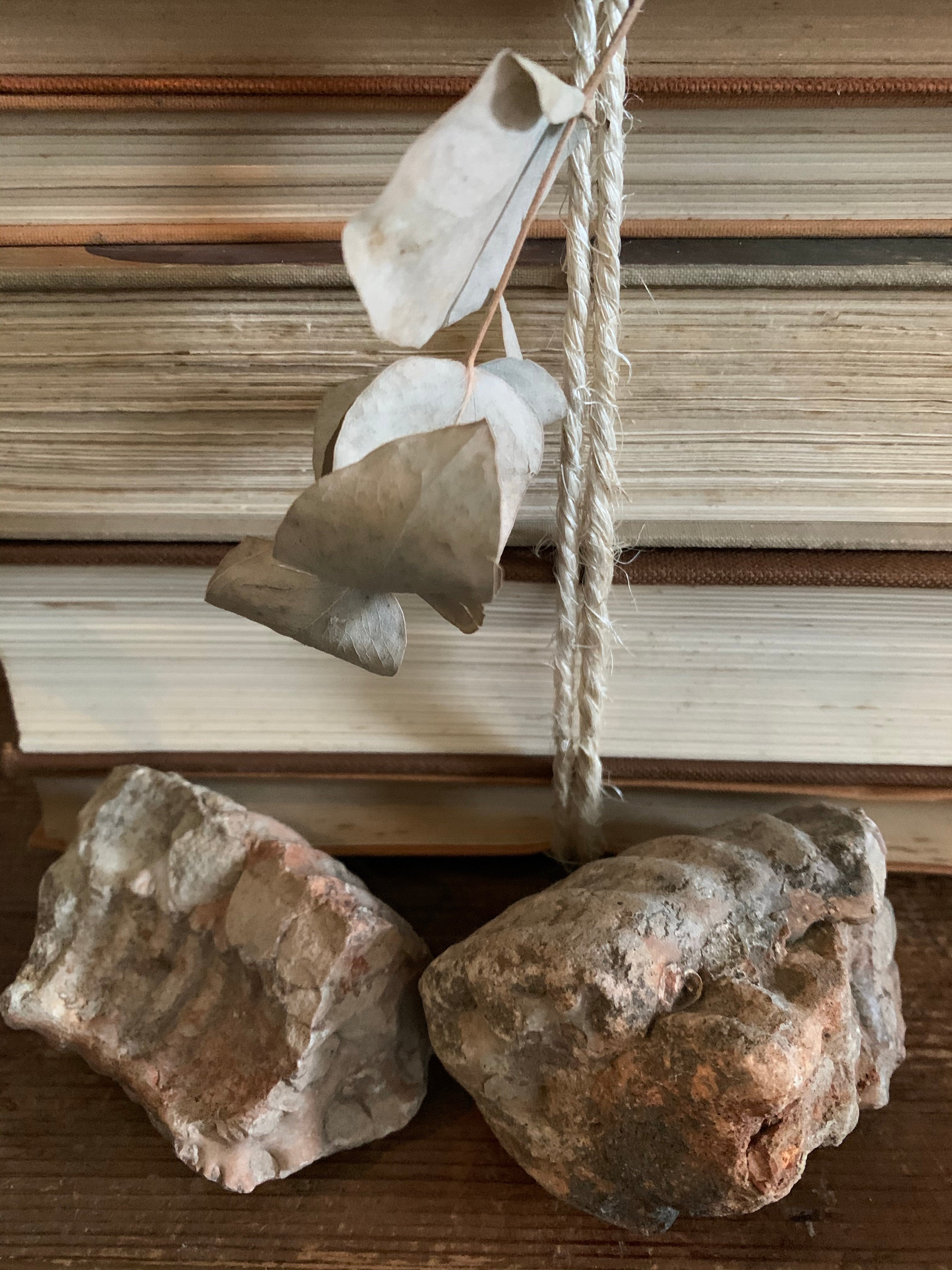 Pair of Fossils