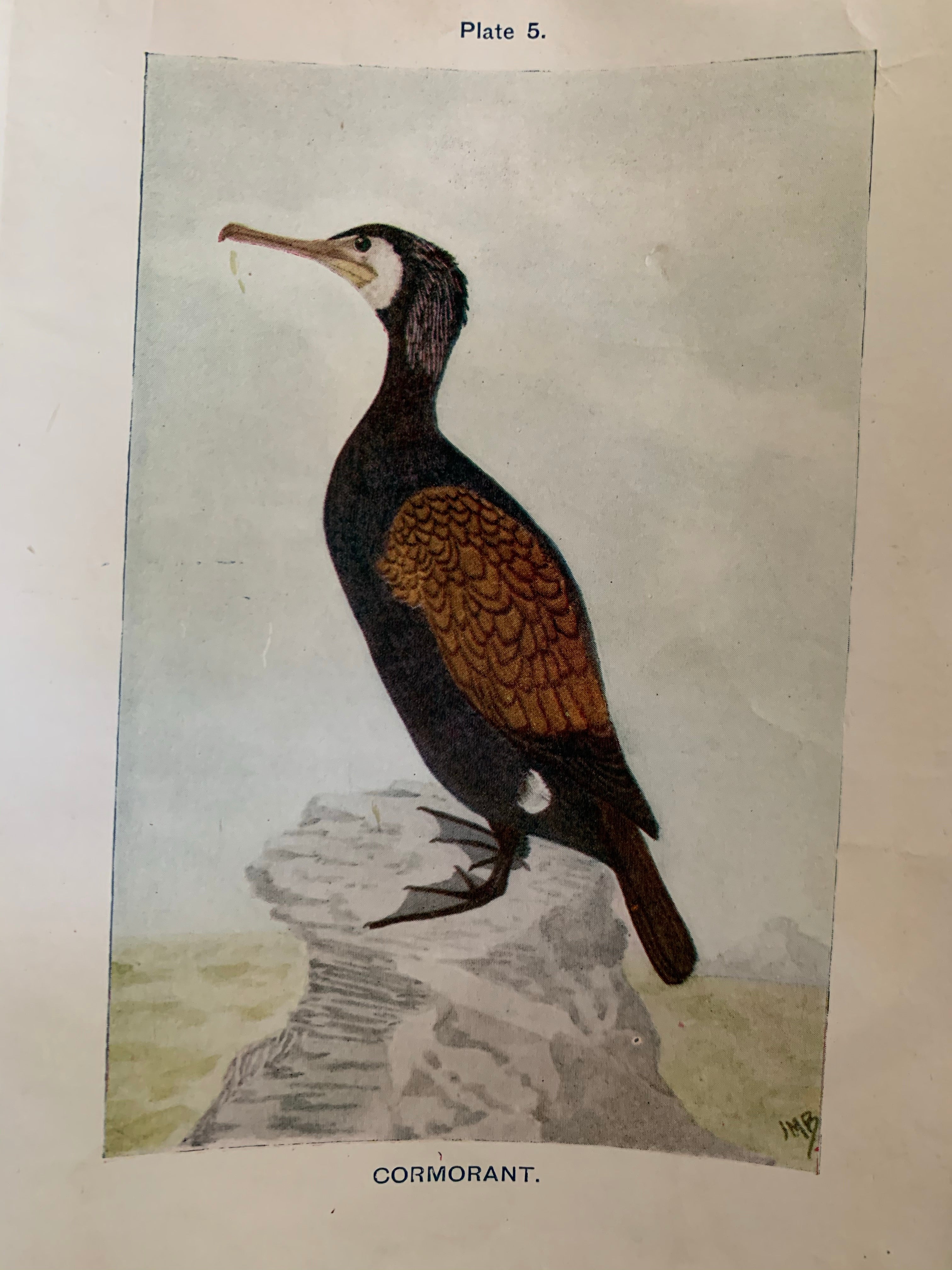 19th Century Coloured Book Plate of a Bird