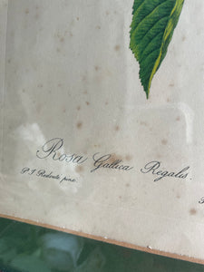 Antique Rose Print - Rosa gallica